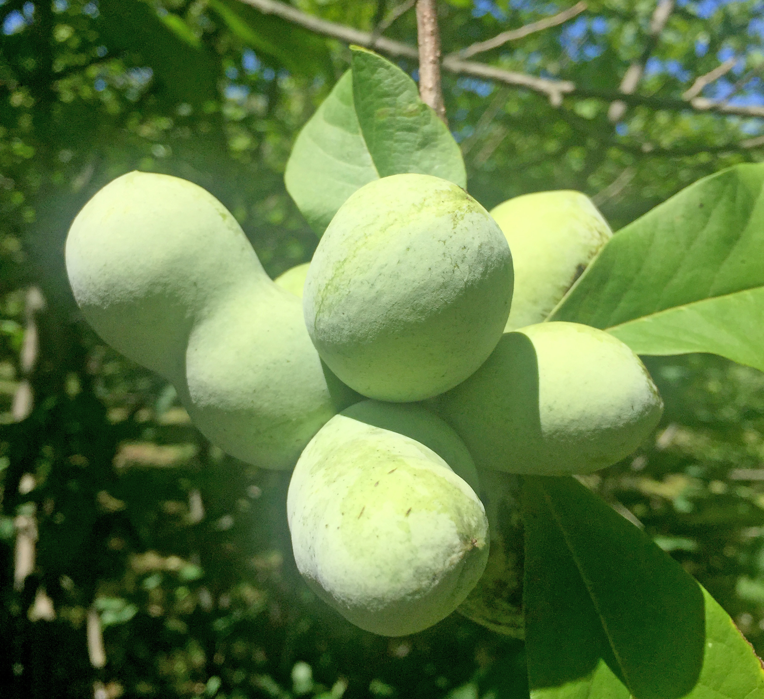 Paw paw fruit 